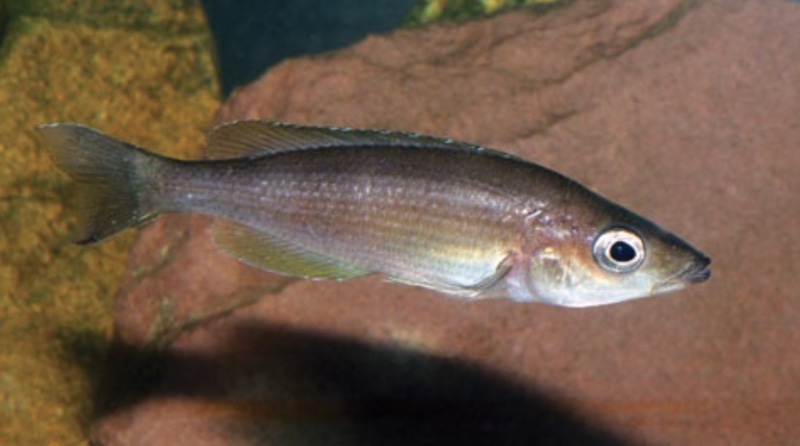 Cyprichromis sp. 'kibishi' Bilila (Kavala) Island
